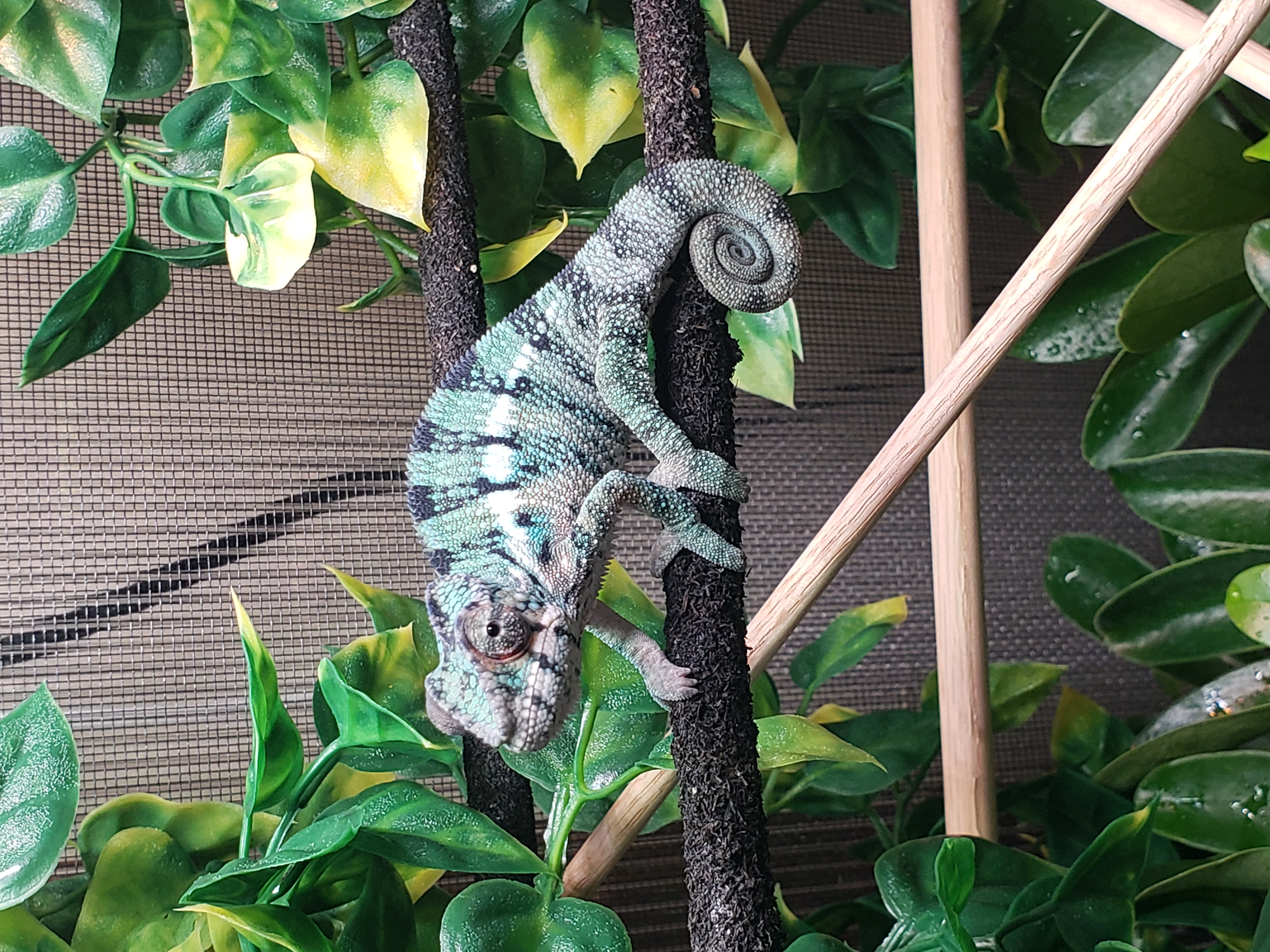 Chester, Ambilobe Panther Chameleon