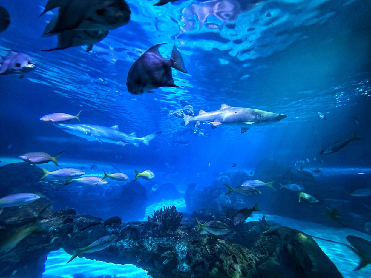 Ripley's Aquarium