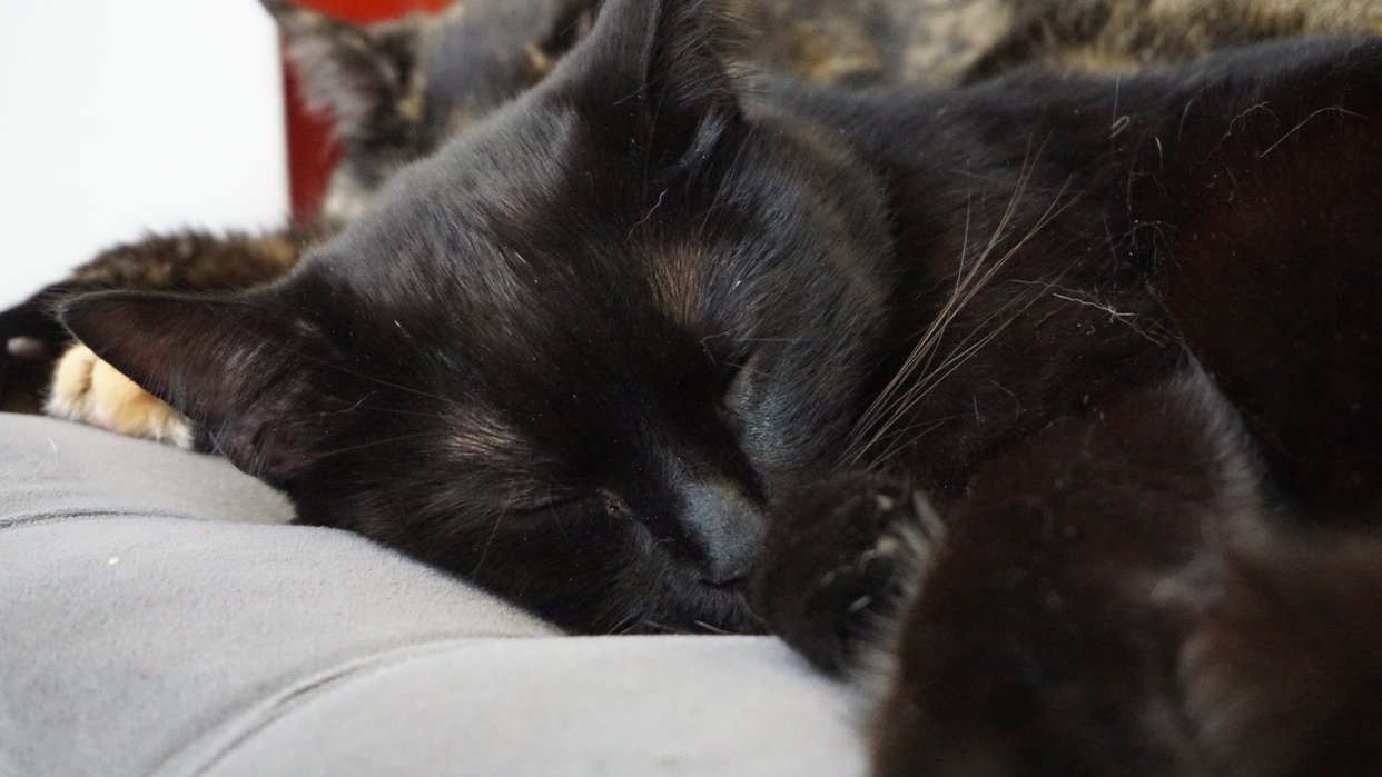 A Slice of Purrfection