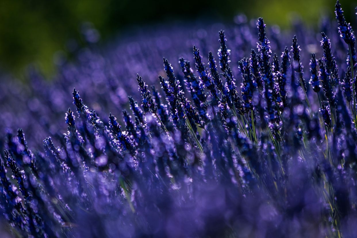 Apple Hill Lavender Farm