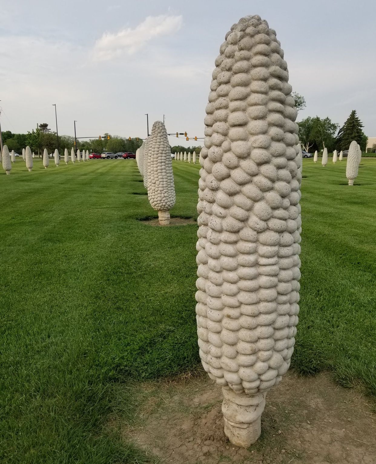 Field of Corn