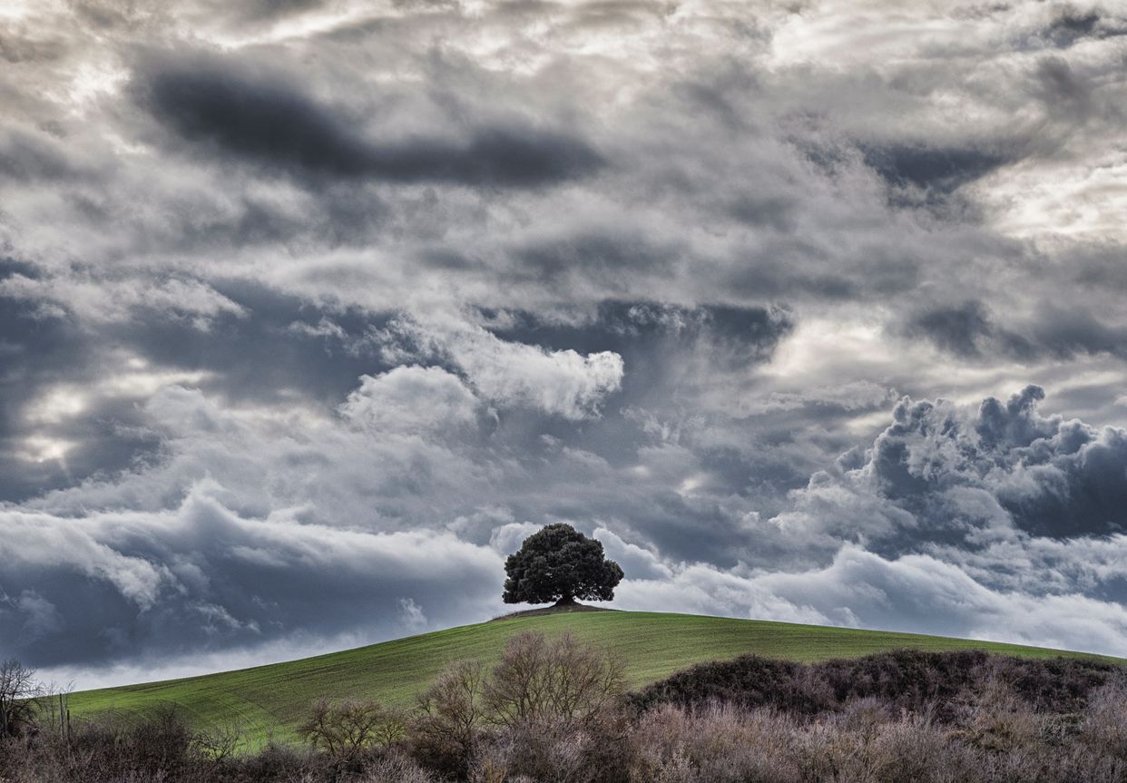 Lone Tree