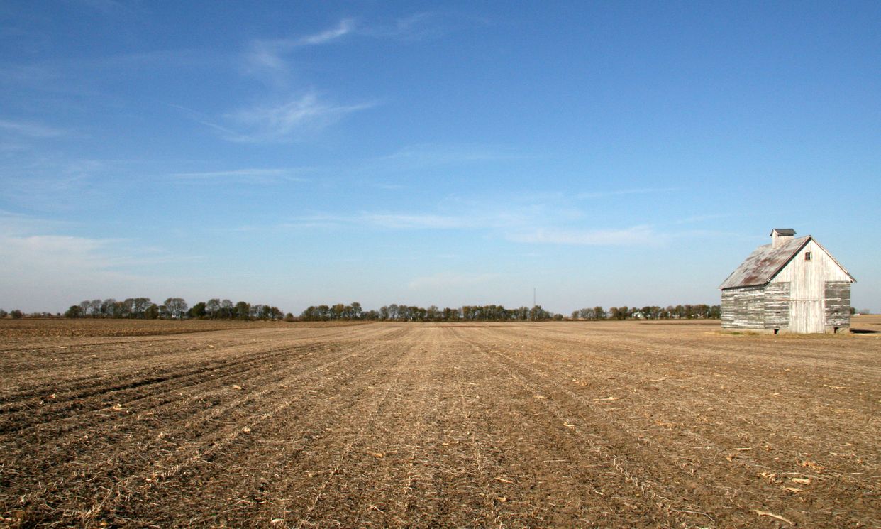 Soybean Field