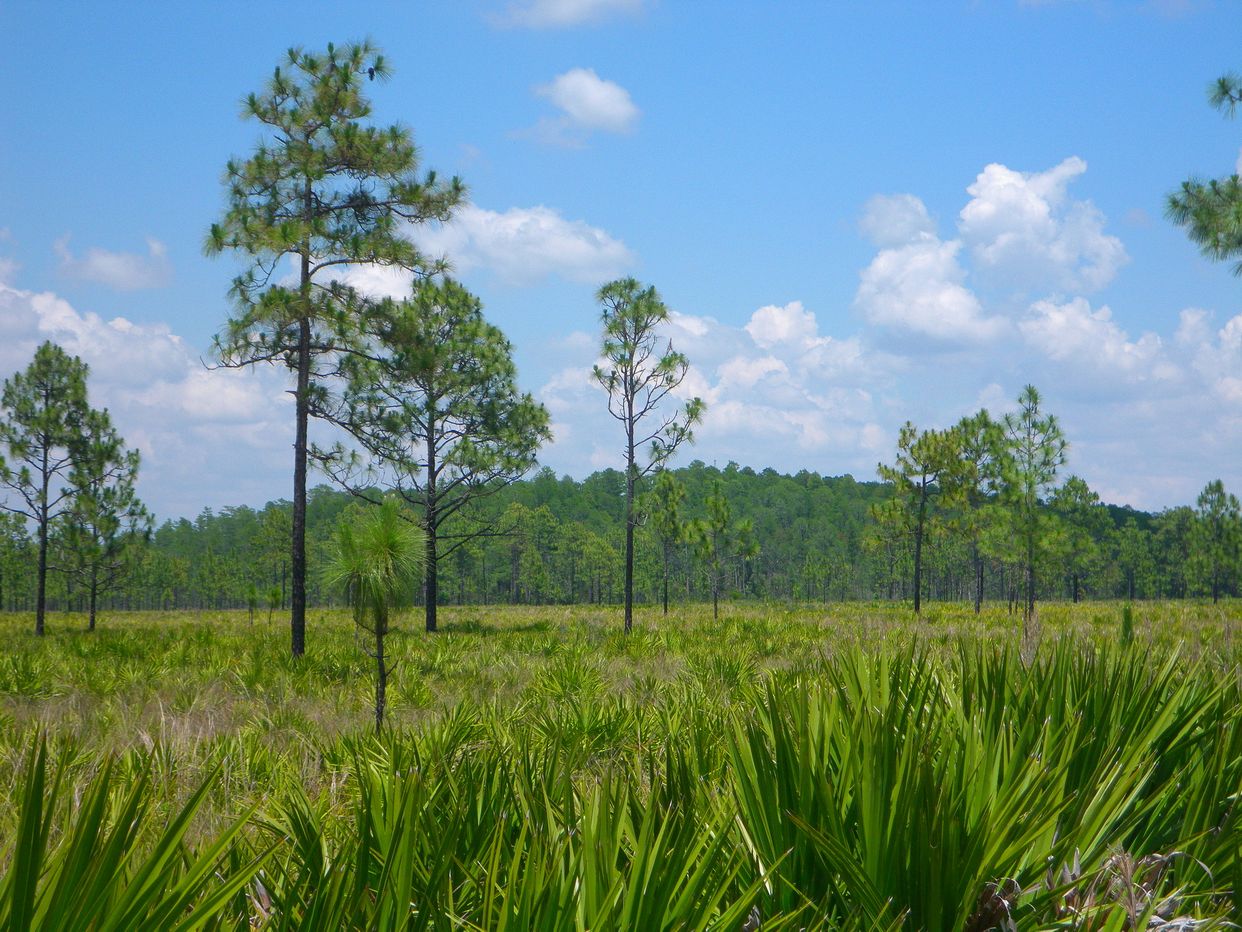 Cypress Dome