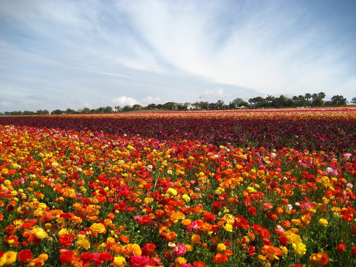 The Flower Fields