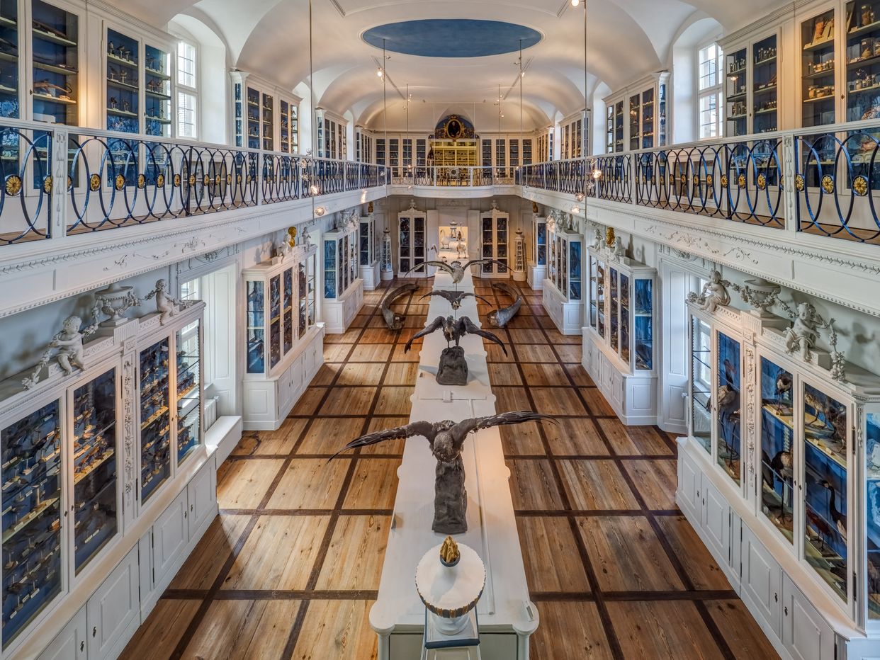 Bamberg Natural History Museum Interior