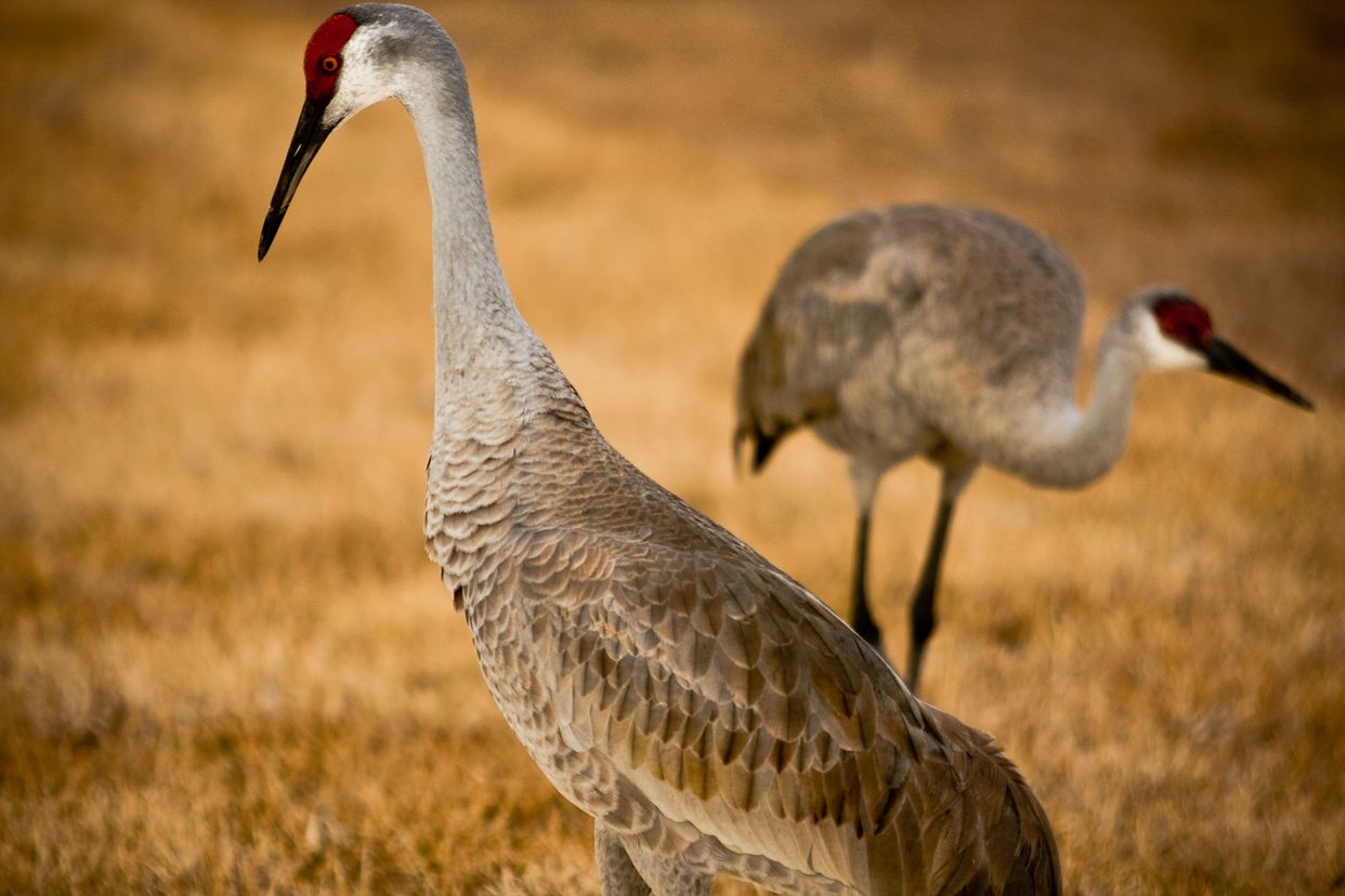 Sherburne National Wildlife Refuge