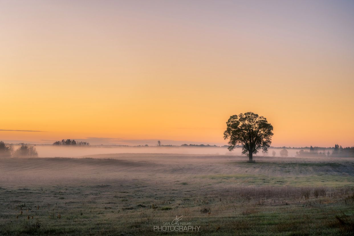 Lone Tree