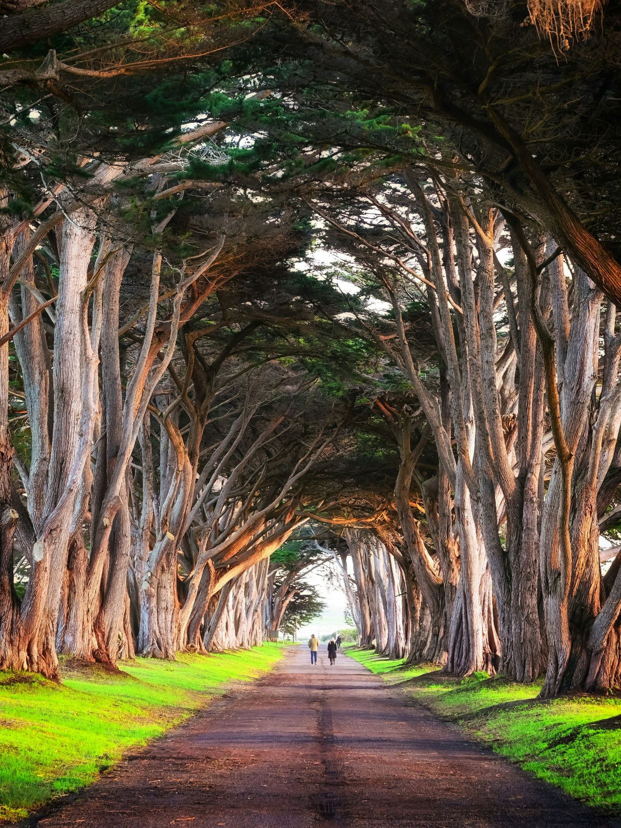 Cypress Tree Tunnel