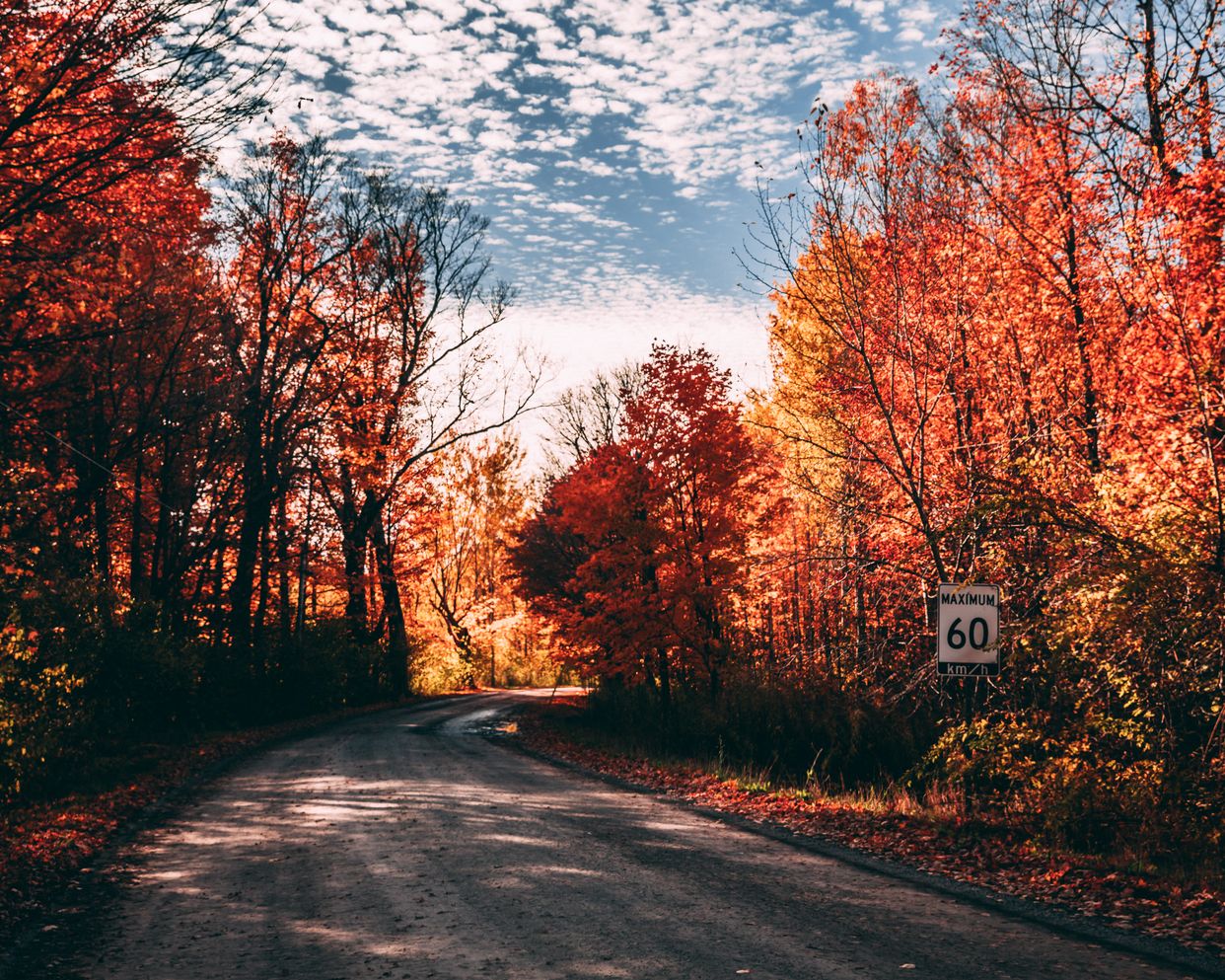 Mer Bleue Bend in the Road