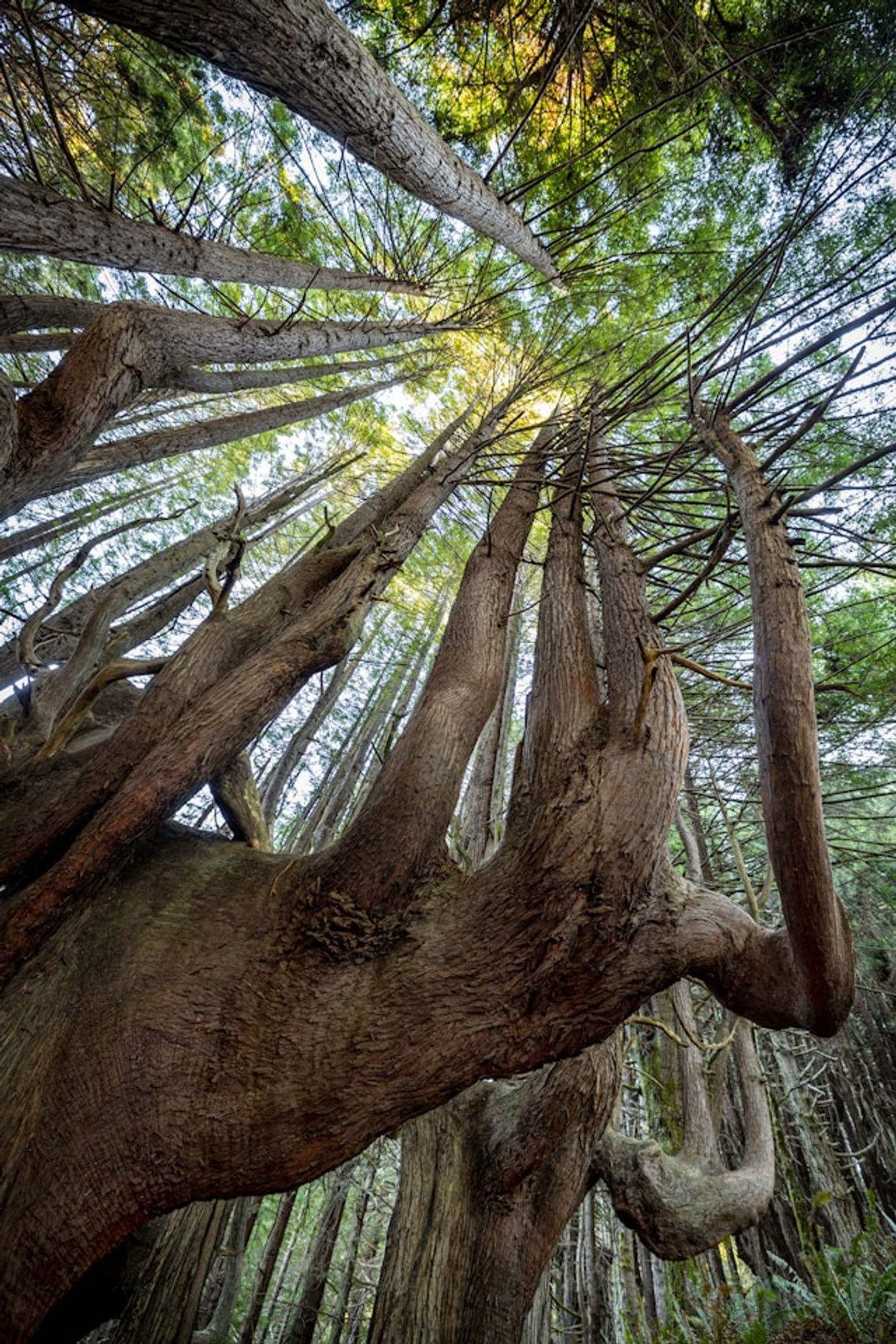 Enchanted Forest of Candelabra Redwoods