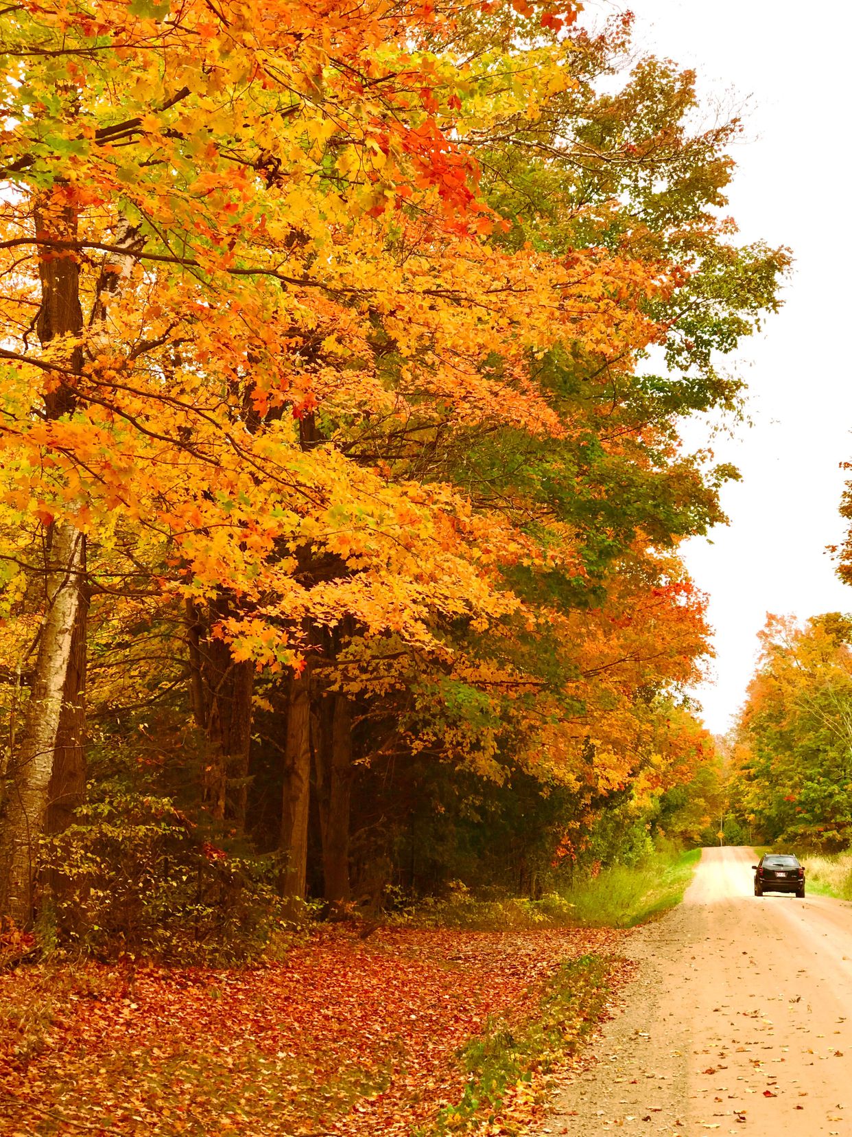 Country Backroad