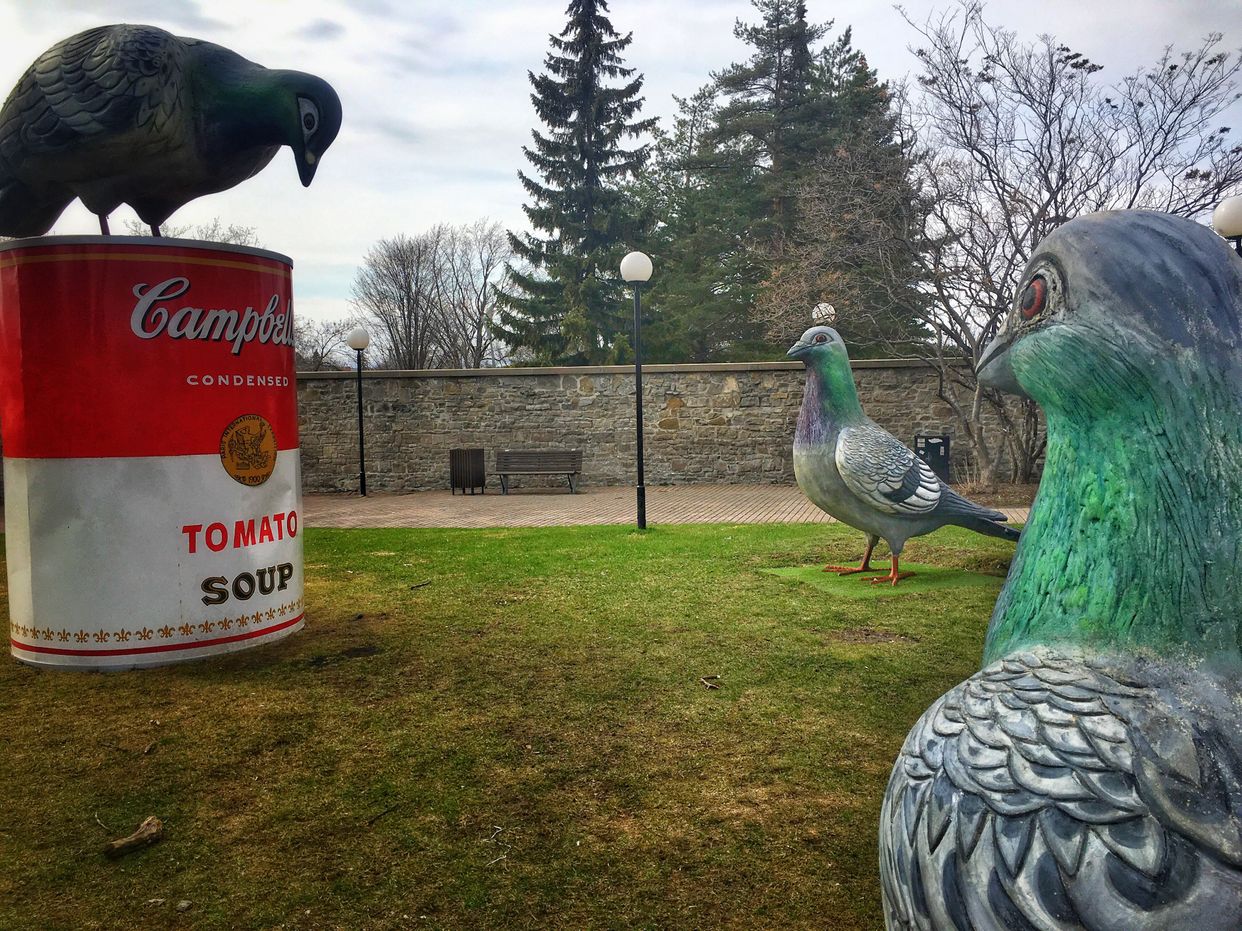 Pigeons in the Park