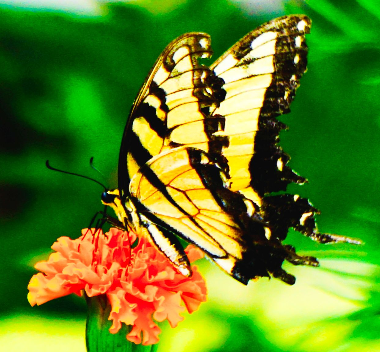 Children’s Botanical Garden