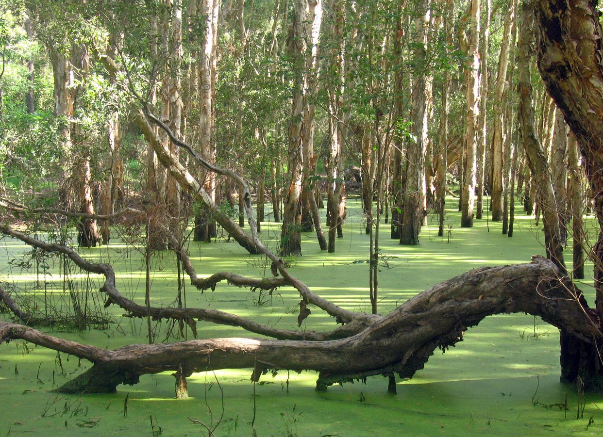 Redhead Lagoon