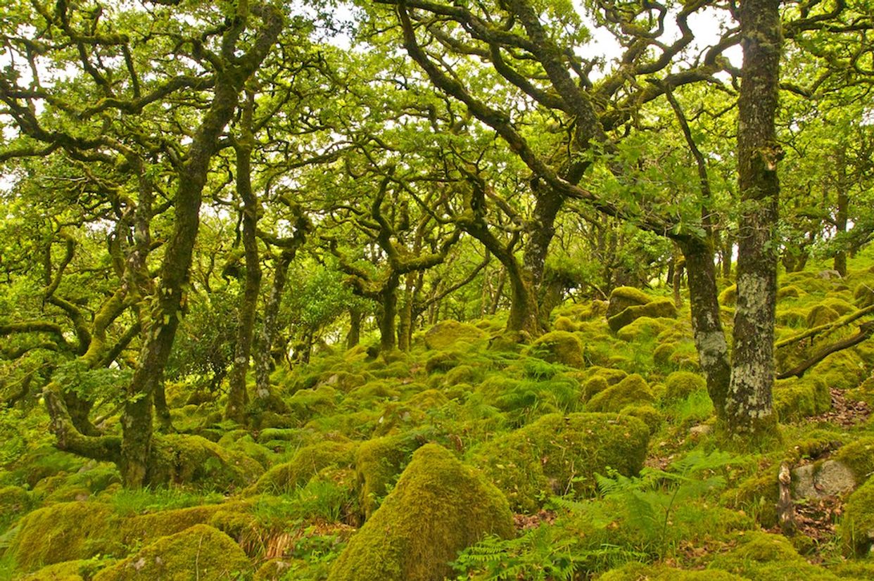 Wistman's Wood