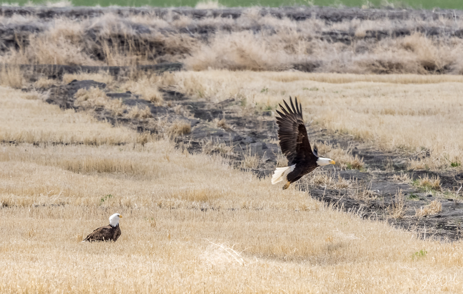 Tule Lake National Wildlife Refuge — Photo by @JerseyGirl.Adventures