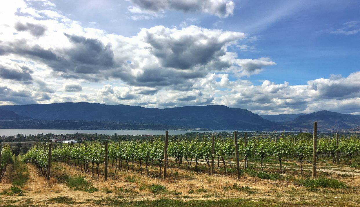 Vineyard View
