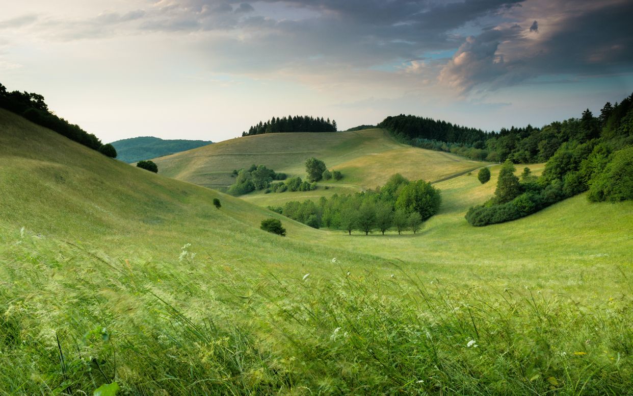 Haselschacher Buck