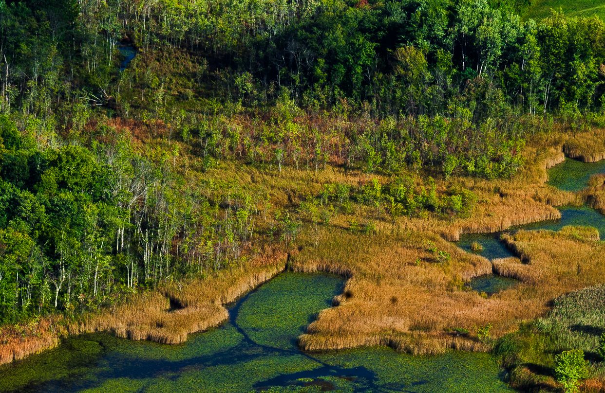 Southeast Corner of Thompson Pond