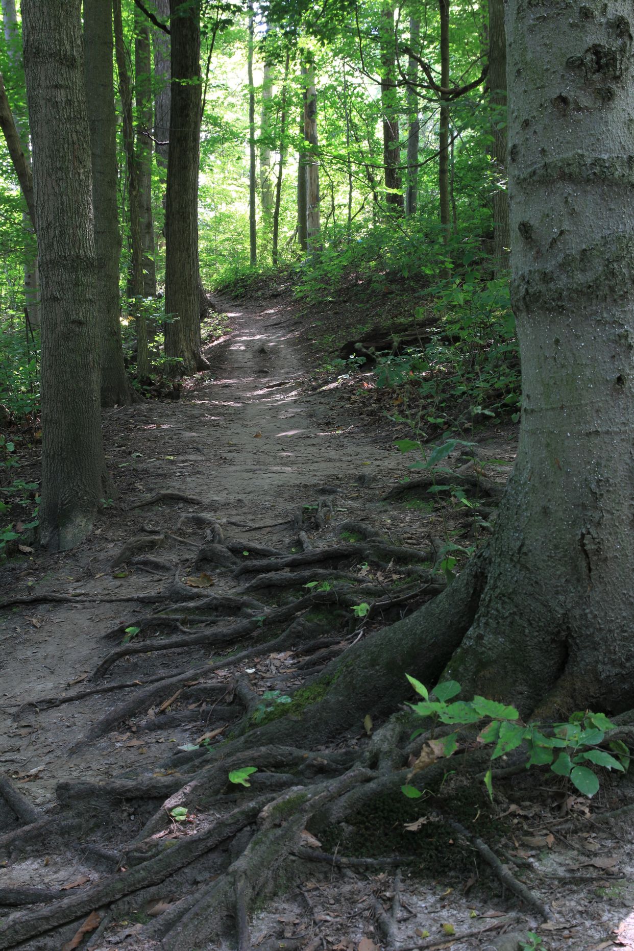 Homer Watson Park Trail