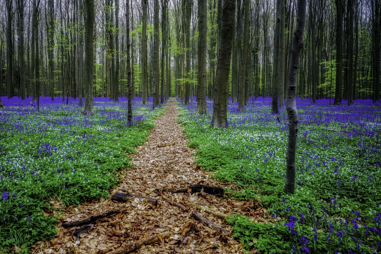 Hallerbos Forest