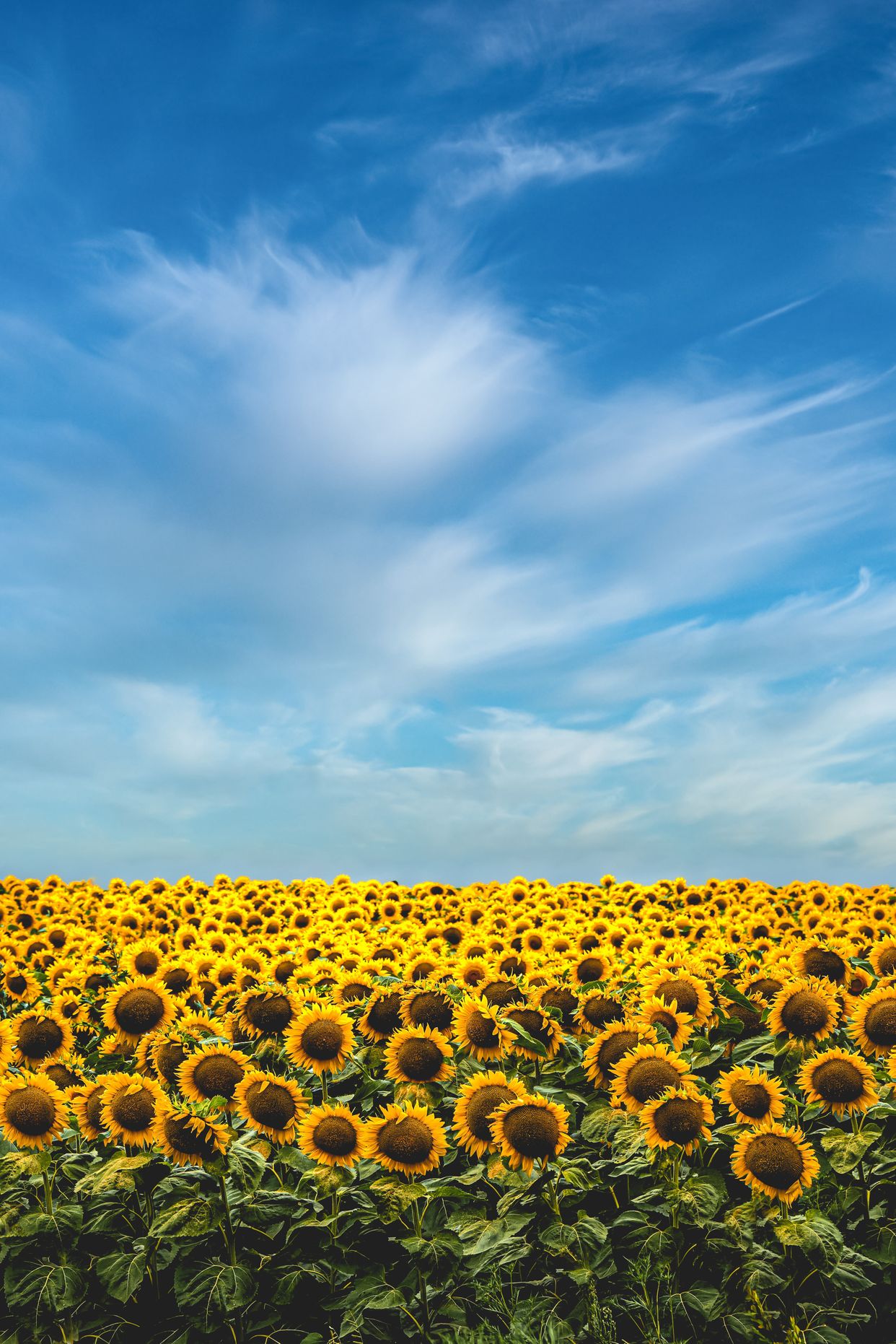 Carginagh Sunflower Fields