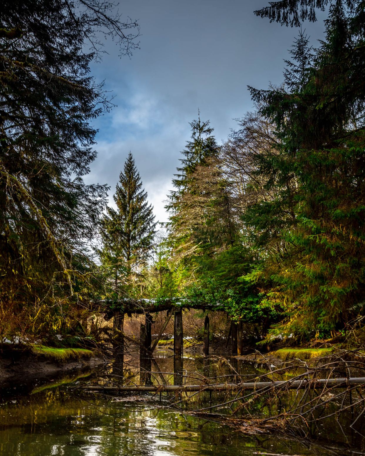 Abandoned Logging Bridge