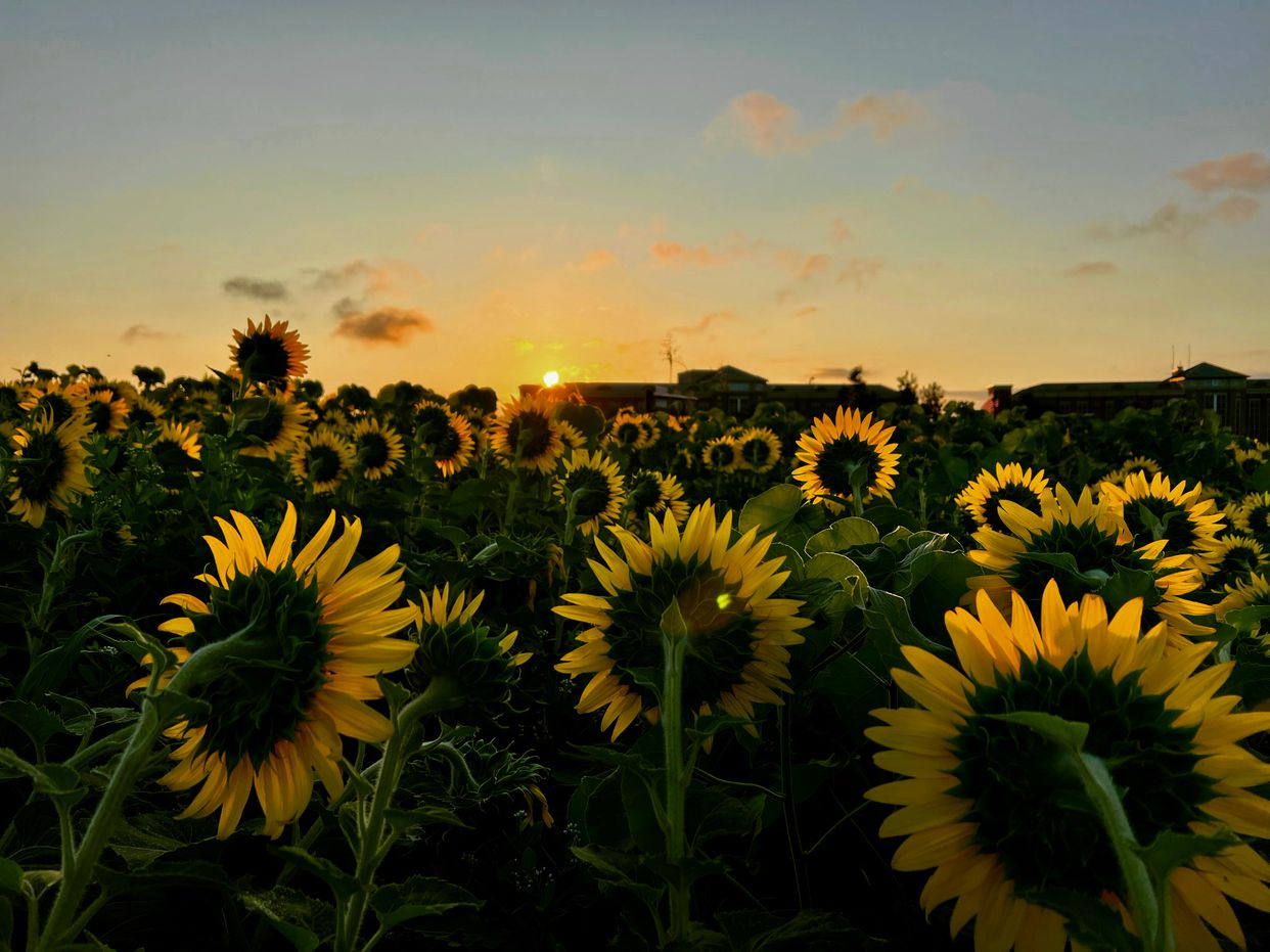 Sunflower Garden