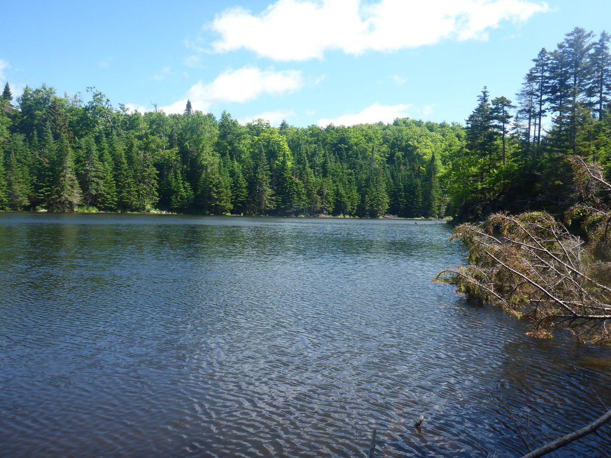 Beaver Pond