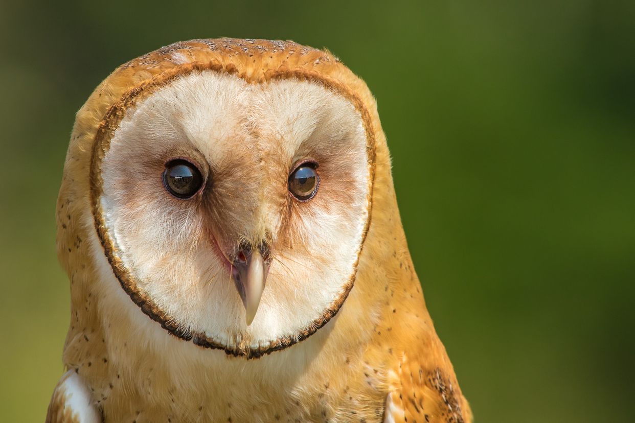 Canadian Raptor Conservancy