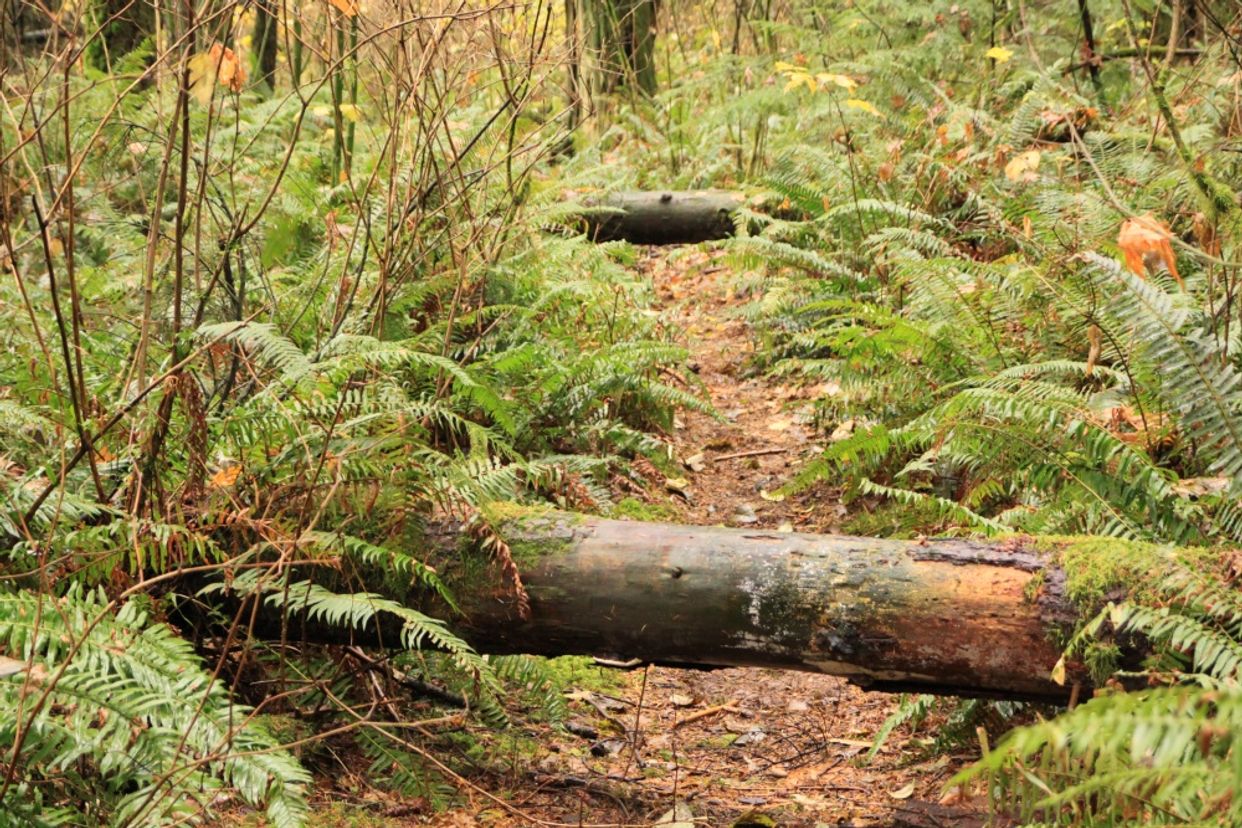 Green Timbers Urban Forest