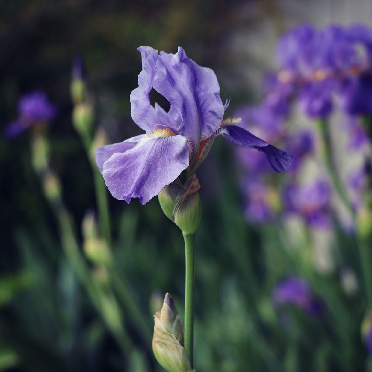 Minnesota Landscape Arboretum