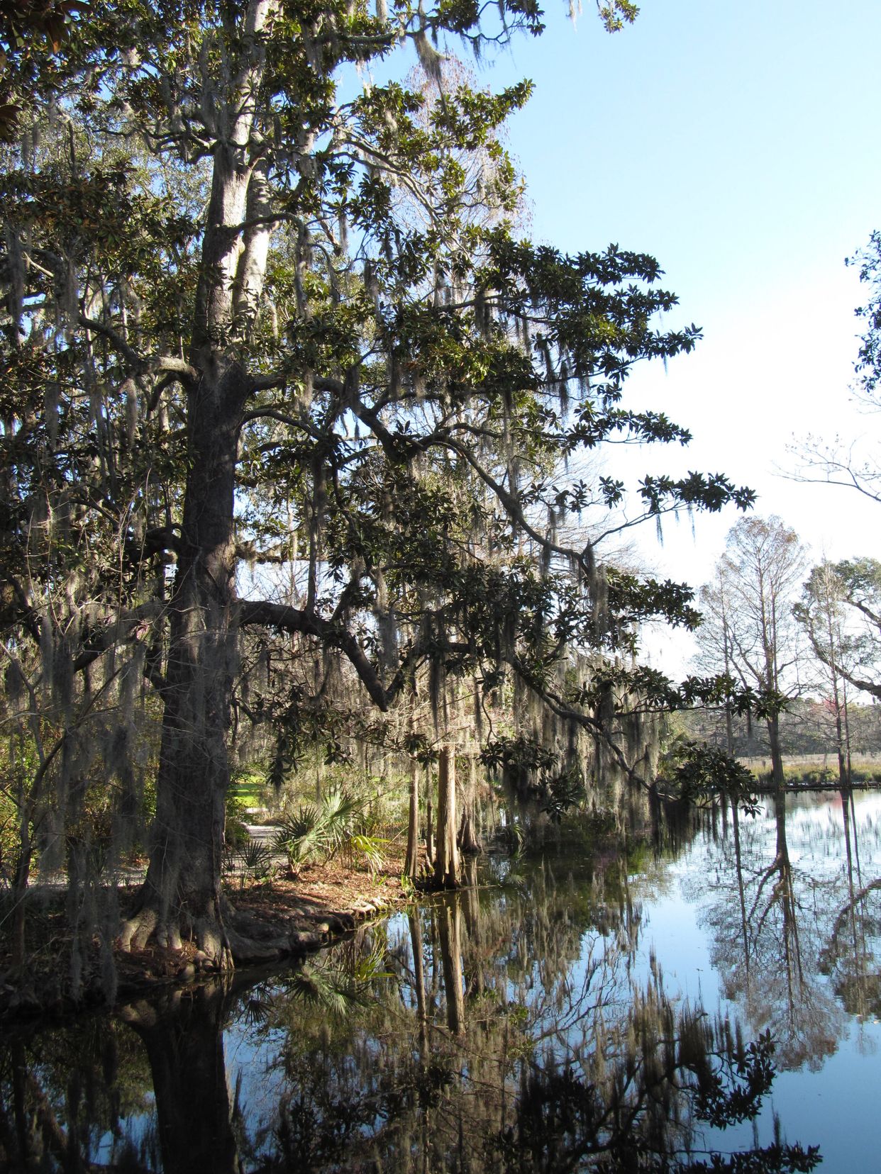 Banks of the Ashley River