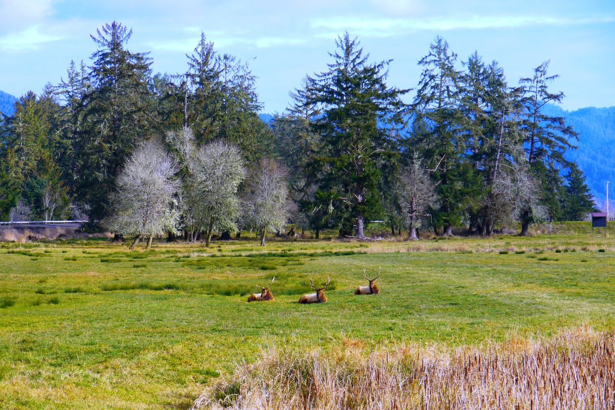 Dean Creek Elk Viewing Area