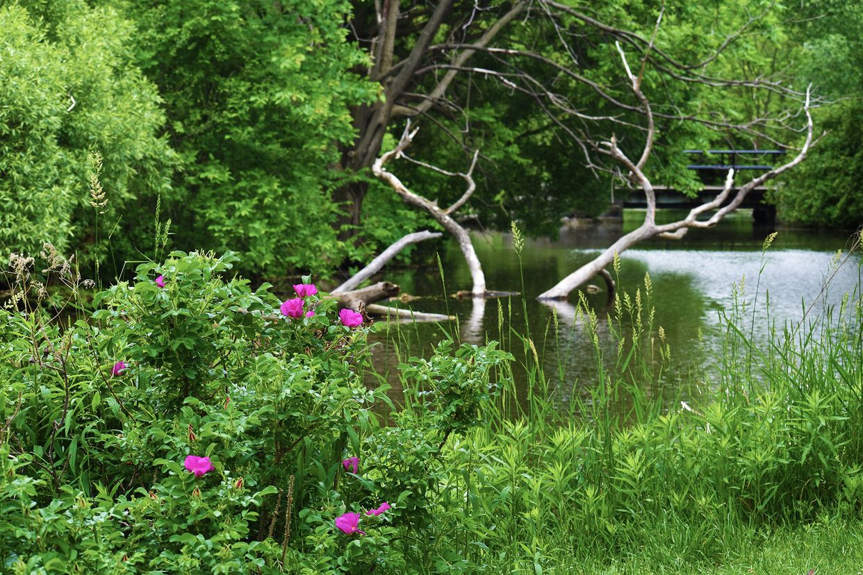 Dominion Arboretum