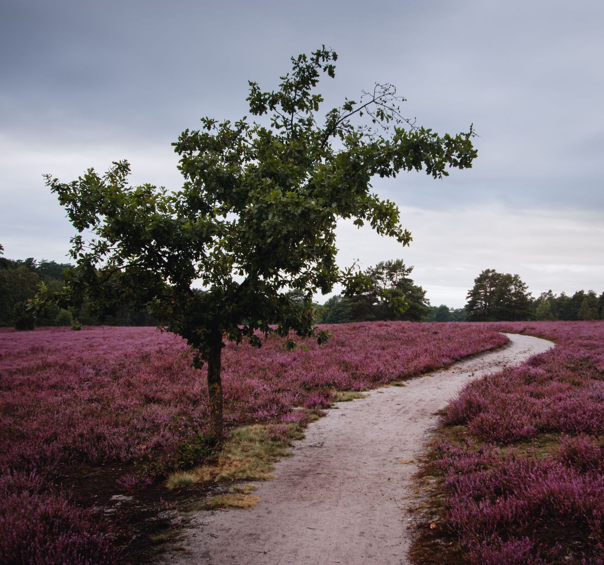The Südheide Nature Park