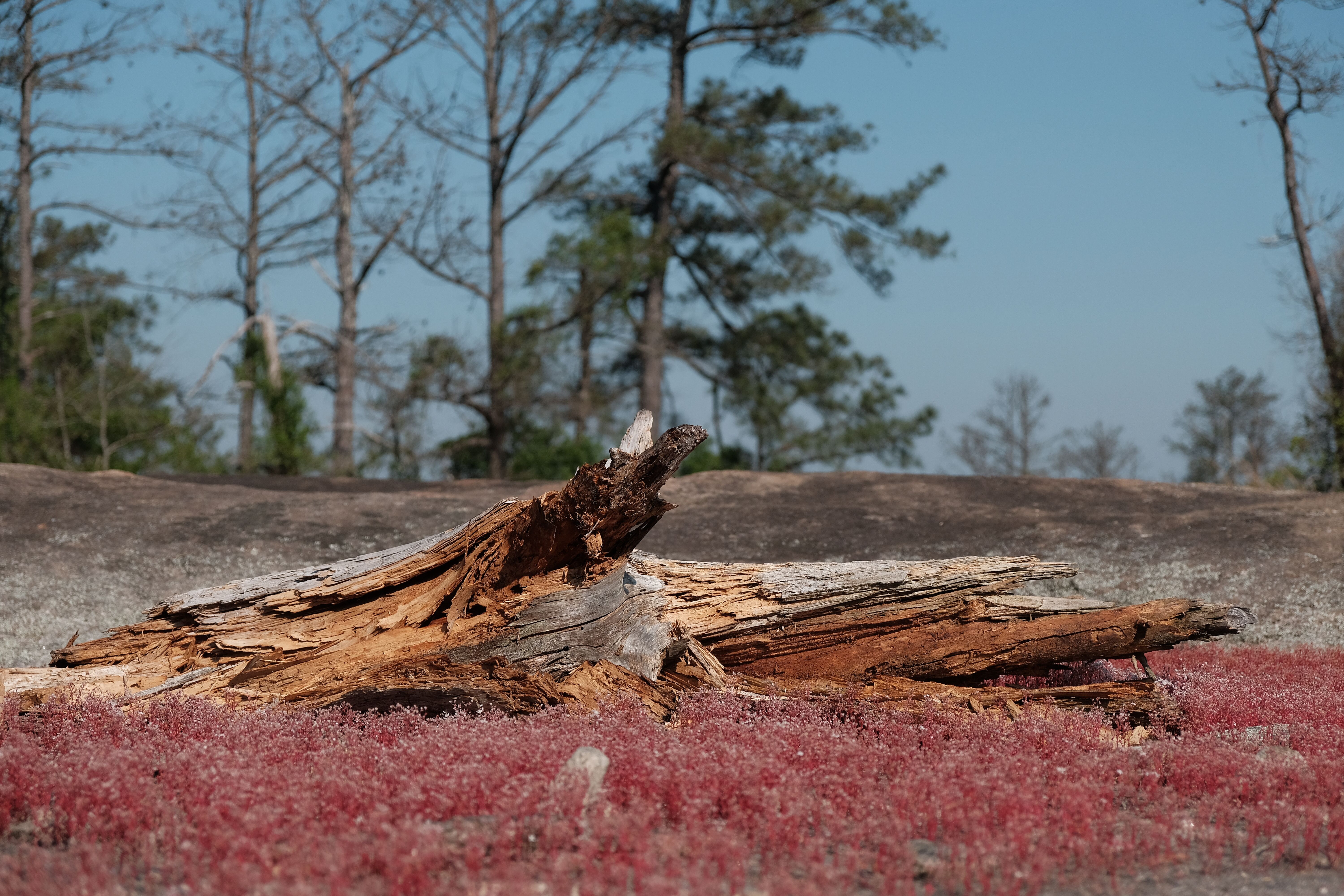 Arabia Mountain — Photo by insta @atl_assistant_camera