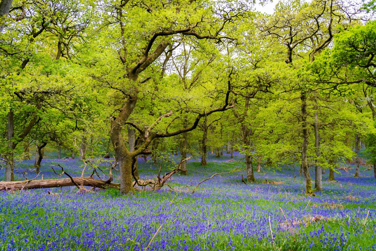Kinclaven Bluebell Woods