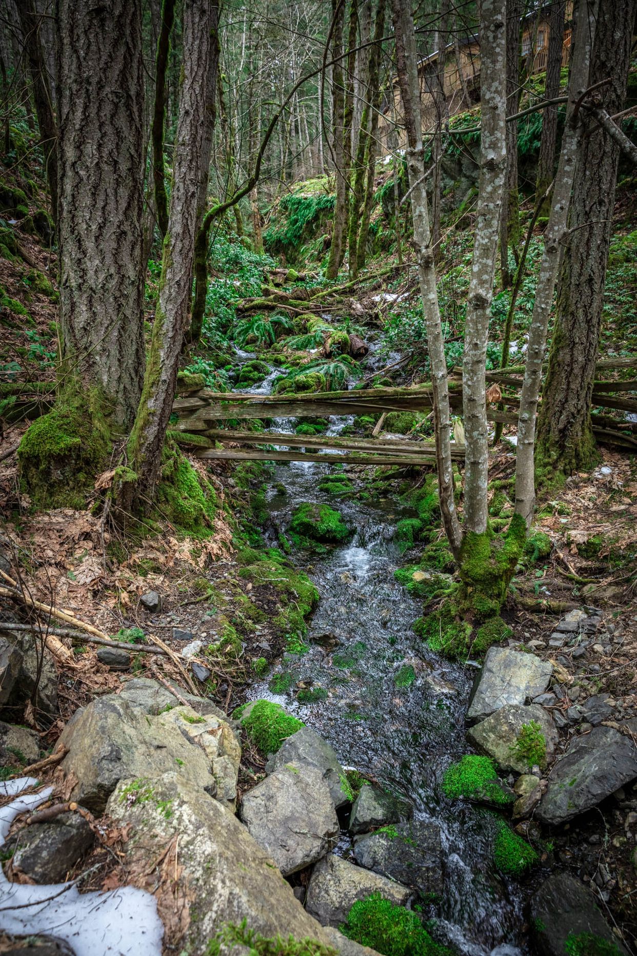Picturesque Stream