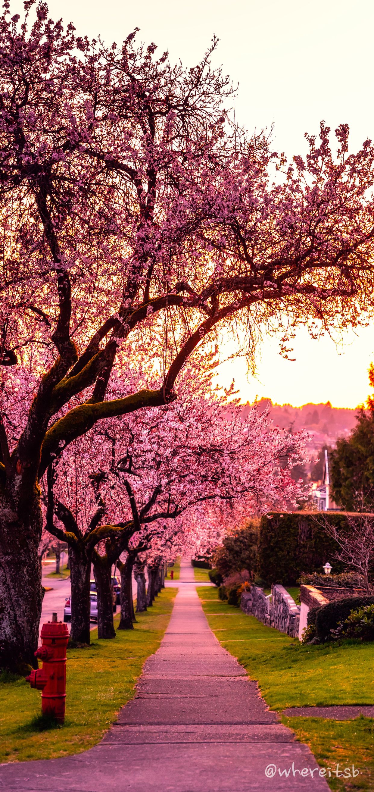 Grant Street Cherry Trees