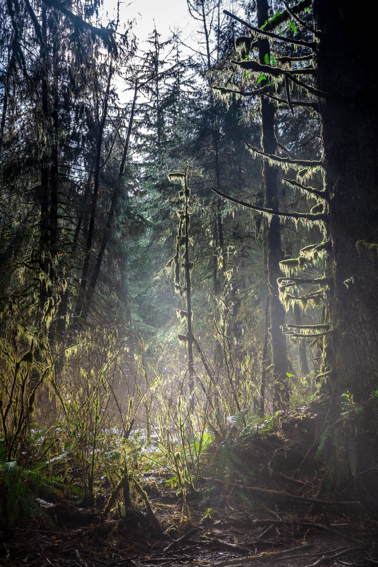 Deering Woods