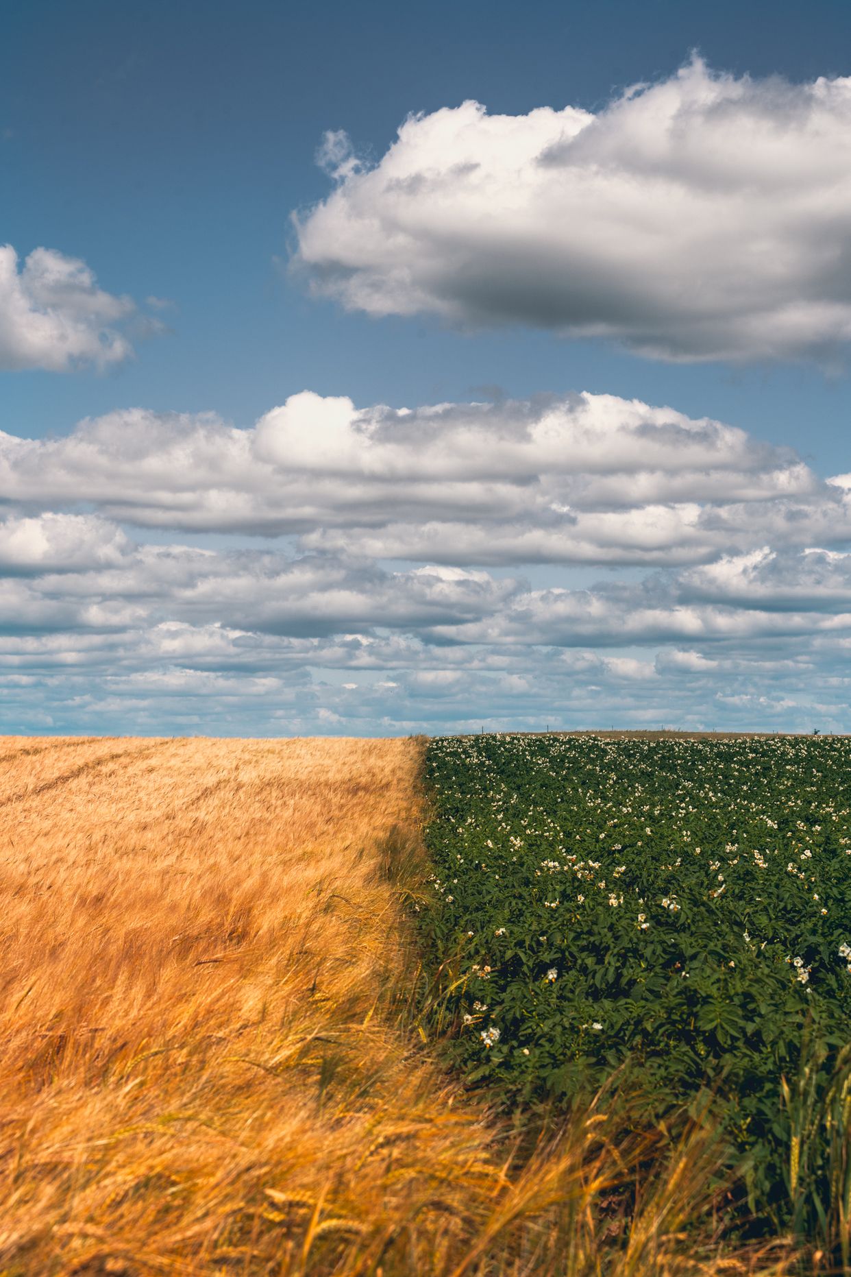 Countryside View