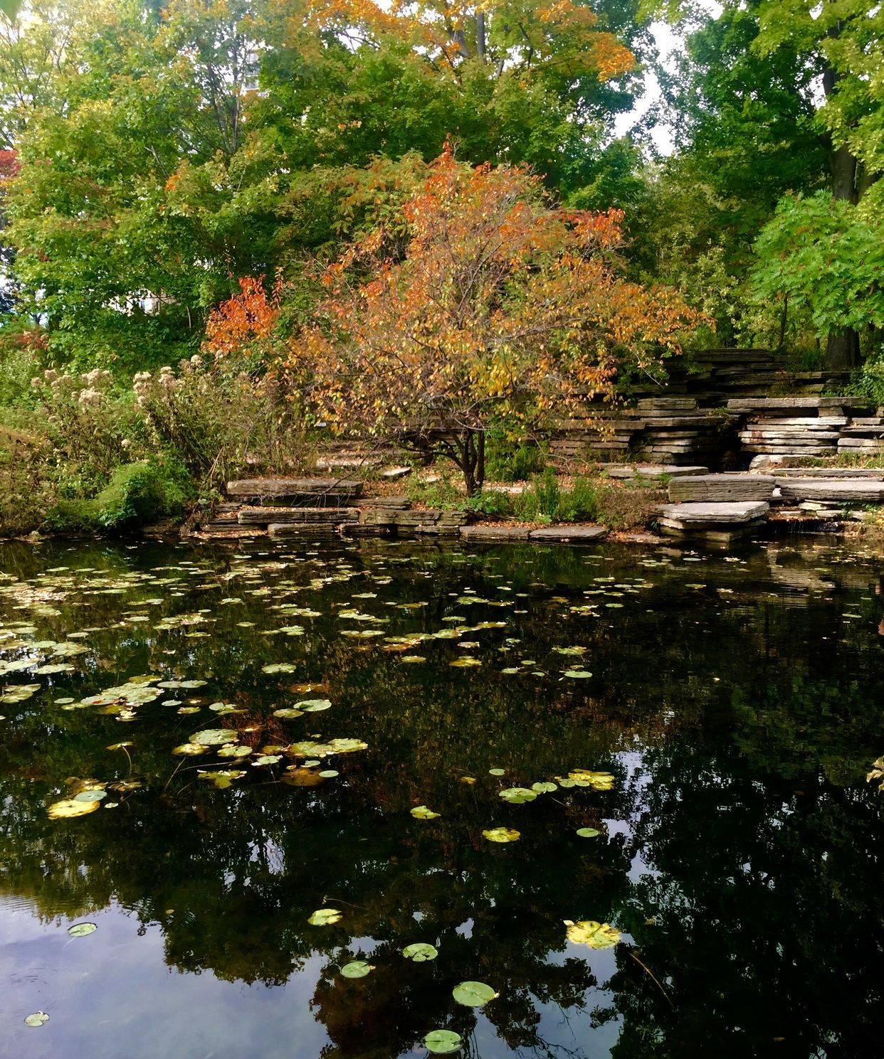 Alfred Caldwell Lily Pond