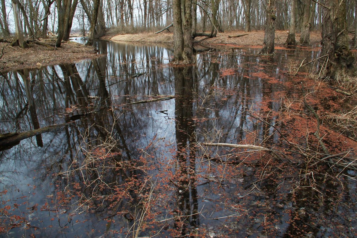 Forested Wetlands