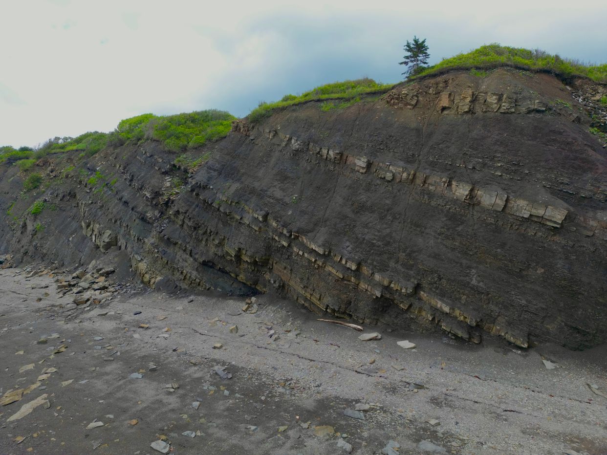 Joggins Fossil Cliffs