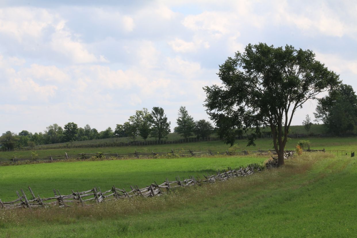 Tree in a Farmers Field