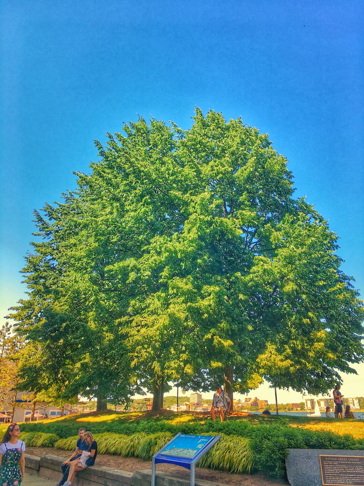 Giant Trees