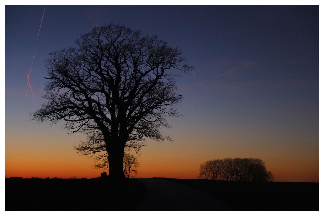 Lone Tree