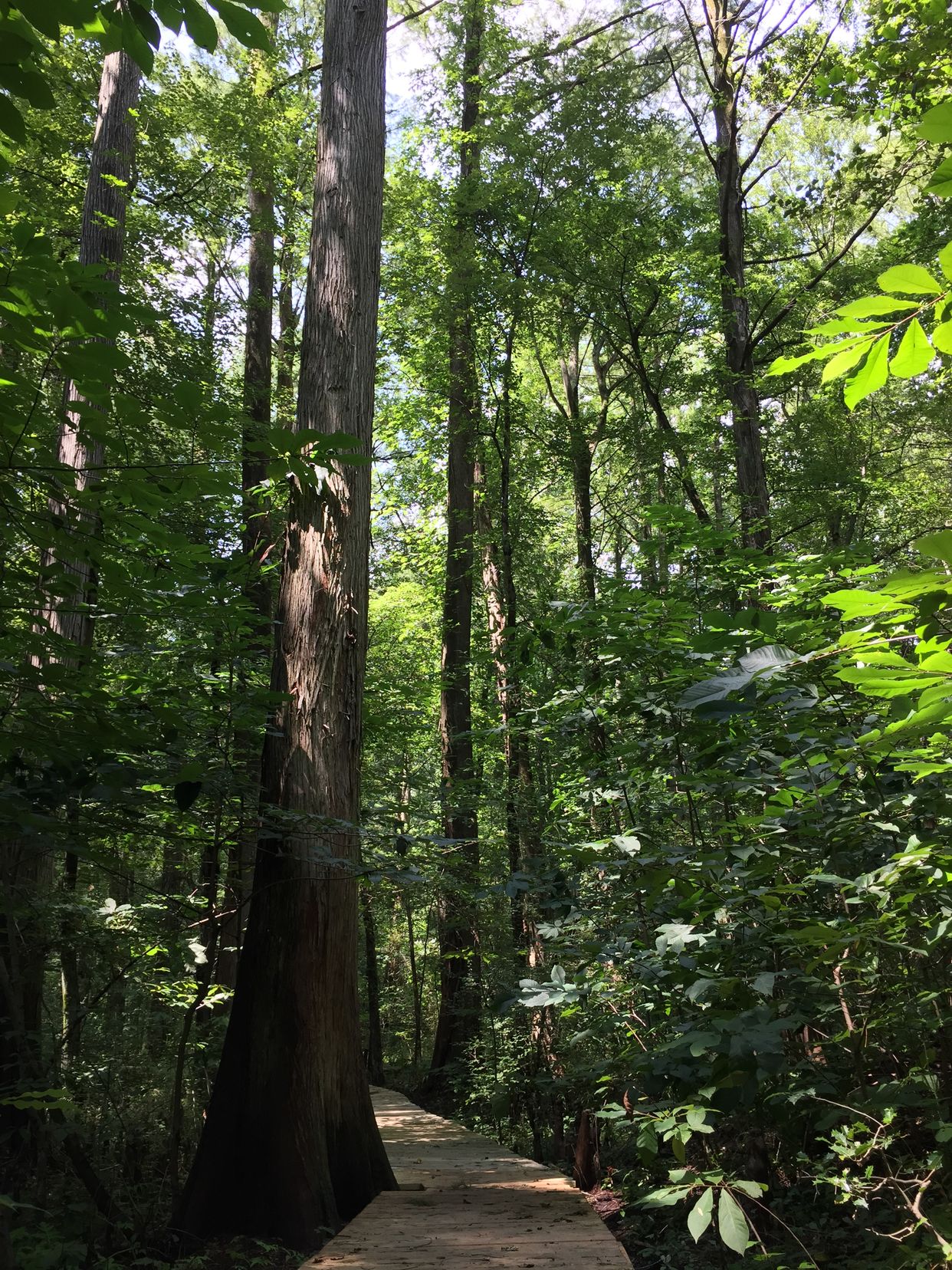 Battle Creek Cypress Swamp